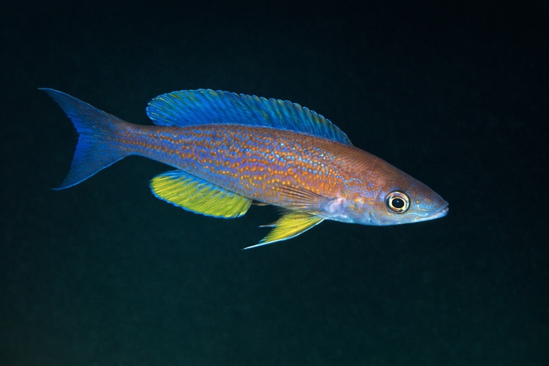 Cyprichromis pavo 'Samazi'